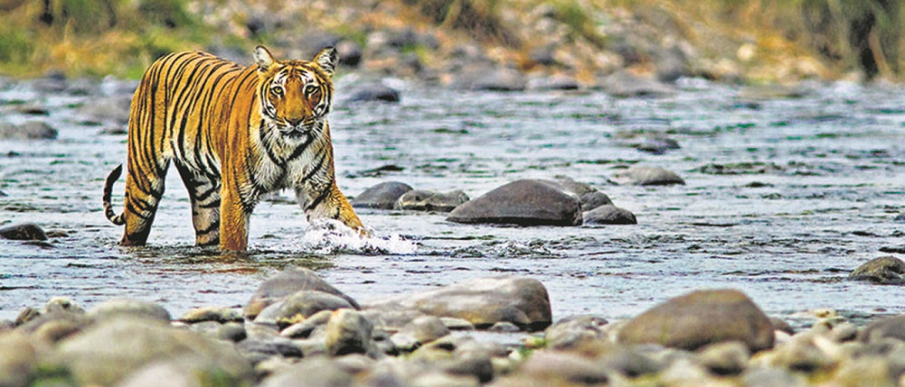 Rajaji National Park to Welcome 5th Tiger from Corbett Soon