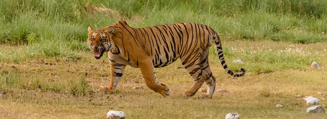 How to Plan for Rajaji National Park to Escape the Heat