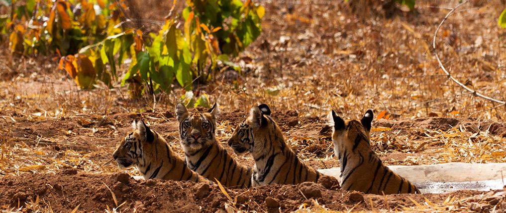 How to Enjoy a Summer Visit to Rajaji National Park