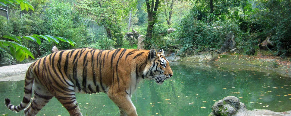 A Quick Escape to Rajaji National Park for Summer Vacation