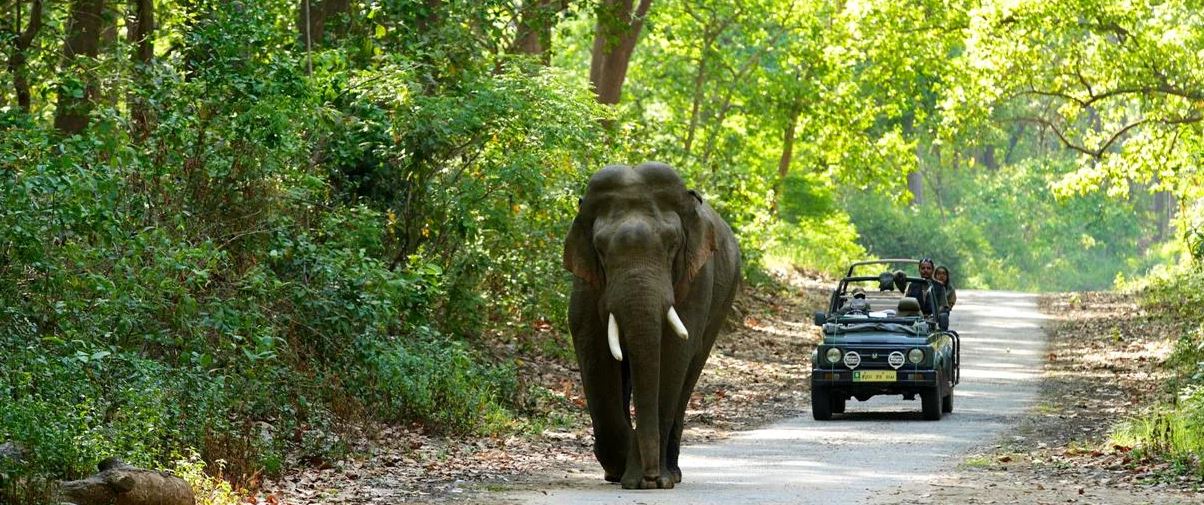 Common Mistakes to Avoid While Planning a Rajaji National Park Trip
