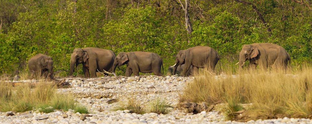 Essential Tips for a Good Wildlife Experience in Rajaji National Park