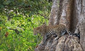 Rajaji Short Trip with Haridwar and Rishikesh - 3 nights and 4 days