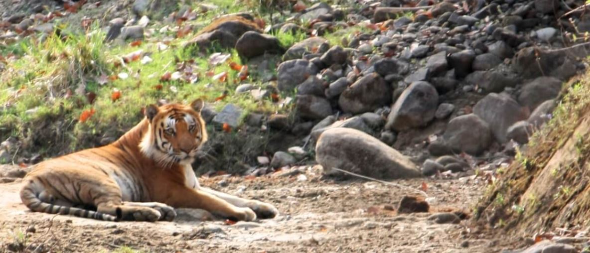 Is Rajaji National Park Worth Visiting for Wildlife Lovers?