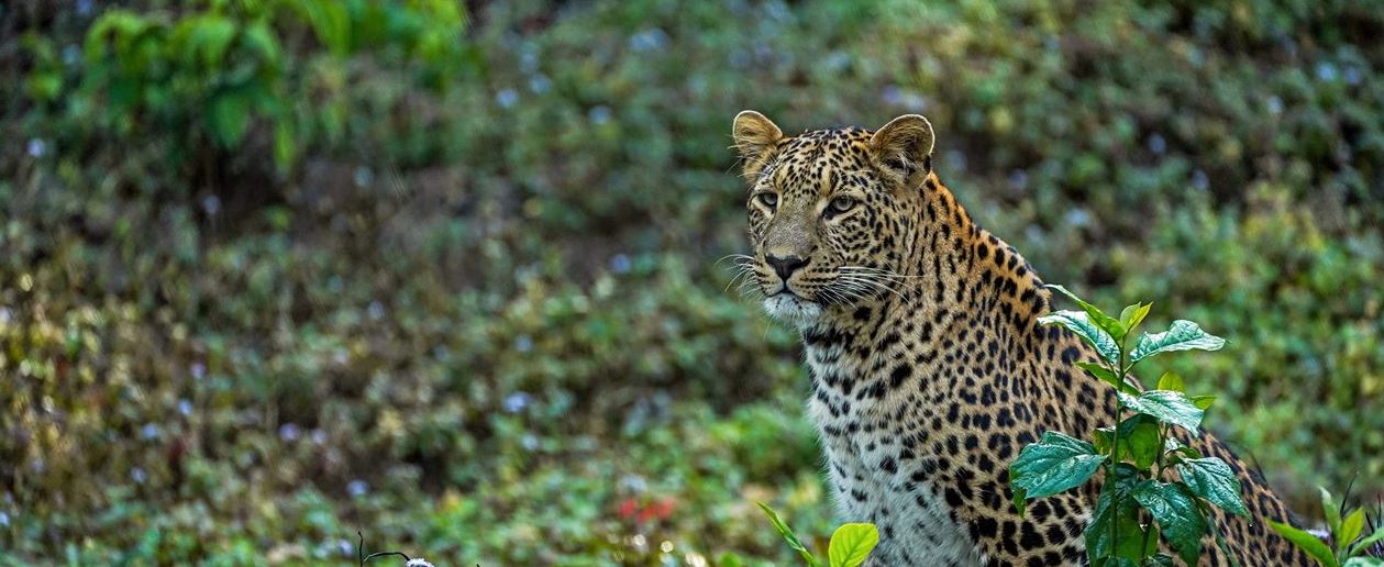 Rajaji Tour Package for 1 Night 2 Days for a Short Wildlife Holiday